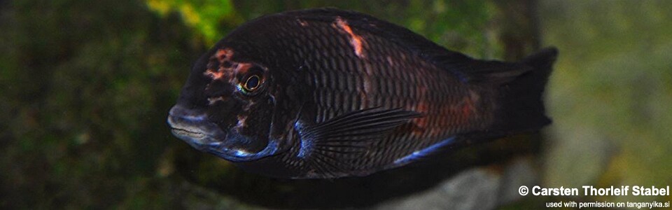 Tropheus sp. 'red' Cape Kipimbi (black-blotched)<br><font color=gray>Chipimbi Moorii</font>